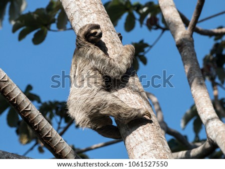Closeup side view of a Brown-throated Three-toed Sloth climbing a Cecropia tree in Panama.The scientific name of this mammal is Bradypus varigatus. Native to Central America and parts of South America