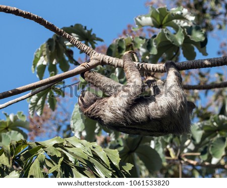 Closeup side view of a Brown-throated Three-toed Sloth hanging on Cecropia tree branch Panama. The scientific name is Bradypus varigatus. Native to Central America and parts of South America