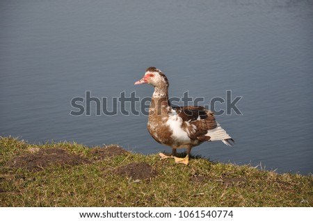 
Domestic bird. duck