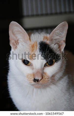 Close up pictures of a white cat in Taiwan