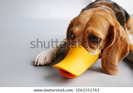 Beagle dog wears duck mouth muzzle sitting isolated on grey background for protection

