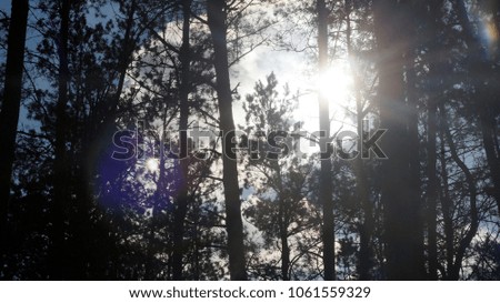 beautiful background with blur in the forest