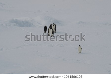 Emperor penguins at the antartica
