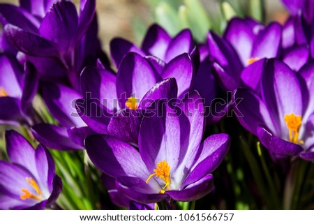 Purple violet crocus flower. First days of the spring on a meadow in the mountains.