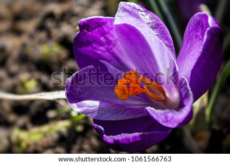 Purple violet crocus flower. The cup-shaped, solitary, salverform flower tapers off into a narrow tube. First days of the spring on a meadow in the mountains.