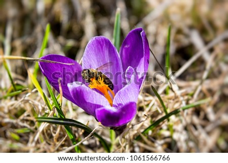 Bee pollinating a purple violet crocus flower. The grass-like, ensiform leaf shows generally a white central stripe along the leaf axis. 
 First days of the spring on a meadow in the mountains.