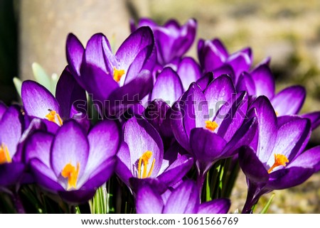 Purple violet crocuses or croci flowers. First days of the spring on a meadow in the mountains. Calendar or postcard picture.