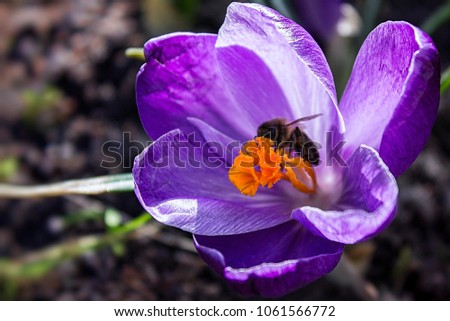 Bee pollinating a purple crocus flower. First days of the spring in Alps. Pollination is a transfer of pollen from one plant or part of a plant to another so that new plant seeds can be produced.