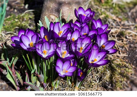 Purple violet crocus flower. The grass-like, ensiform leaf shows generally a white central stripe along the leaf axis. First days of the spring on a meadow in the mountains. Calendar or postcard photo