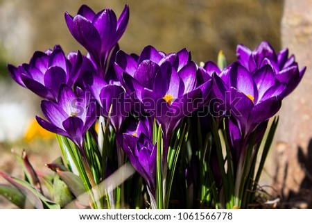 Purple violet crocuses or croci flowers. First days of the spring on a meadow in the mountains in March. Seasonal wild growing plant.
