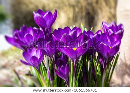 Purple violet crocus flowers. First days of the spring on a meadow in the mountains in early April - right after the thaw of snow. Photo for calendar designs or postcard creation.