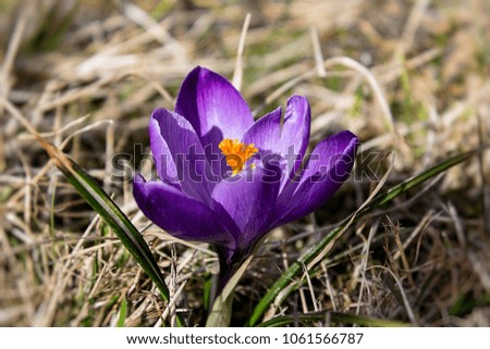 Solitary purple violet crocus flower in the alpine forest. First days of the spring on a meadow in the mountains - after the thaw. A photo for books, calendars, postcards, designs.