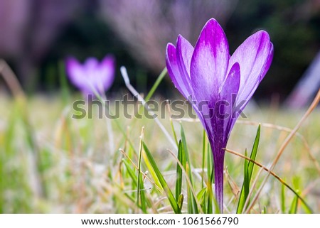 Solitary focused purple violet crocus flower in the foreground and blured one in the background. First days of the spring on a meadow in the mountains.