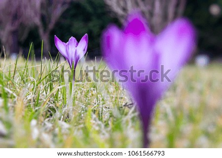 Two purple violet crocuses or croci flowers in Alps - blurred and sharp in the background. First days of the spring on a meadow in the mountains after the thaw. 