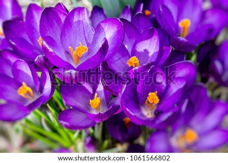 Photo of purple violet crocus or croci flower. First days of the spring on a meadow in the mountains in April after thaw. Beautiful springtime seasonal photography for calendars, postcards and desigs.