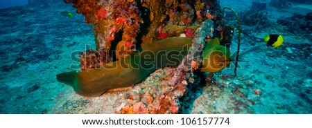 Green Moray Eel laying on the deck of the USCG Duane in Key Largo, Florida Royalty-Free Stock Photo #106157774
