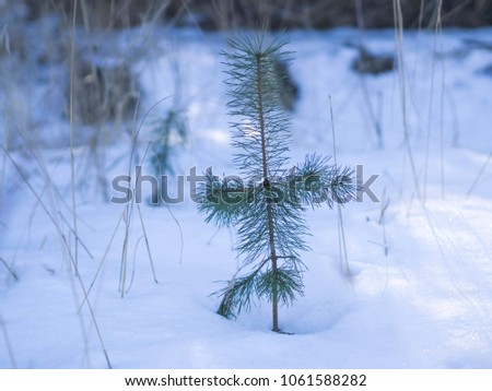Little pine trying to survive over winter