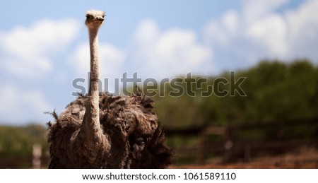 Photo of an ostrich looking curious with black feathers (Struthio camelus) in the Caribbean. Picture of its head, neck, and part of its body.