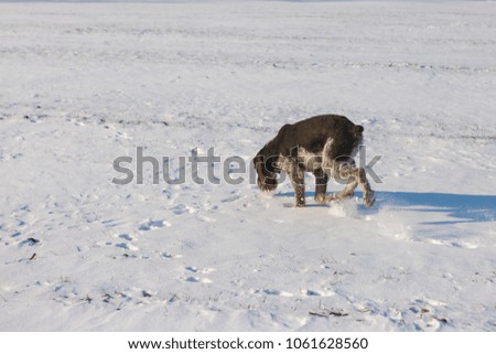 Hunting Drathaar in winter, German dog is taking a trail