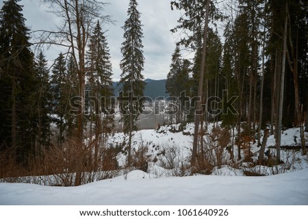 Winter mountain landscape on ecologically clean air of natural nature. Grow green coniferous trees. Colorful blue sky with running clouds. On the cold ground lies white snow.