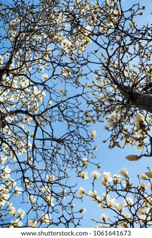 Magnolia flowers on the tree against a blue sky 