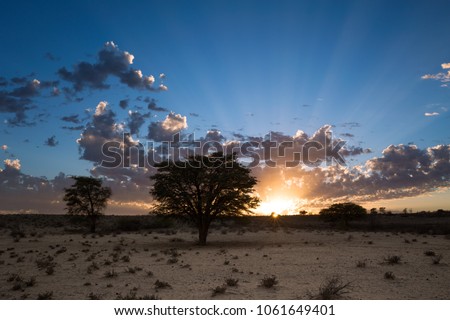 A horizontal landscape image of sunrise (dawn) behind a camel thorn tree in the dry kalahari desert of the Kgalagadi Transfrontier Park, South Africa. The sun's rays are visible in a cloudy blue sky. Royalty-Free Stock Photo #1061649401