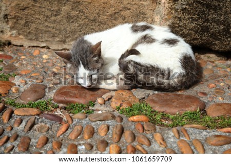 The cat sleeps on the stones