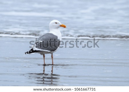 A herring gull stands on Del Ray Beach just north of Seaside, Oregon. Royalty-Free Stock Photo #1061667731