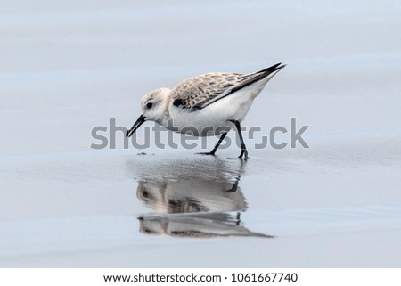 A sanderling on Del Ray beach walking around just north of Seaside, Oregon. Royalty-Free Stock Photo #1061667740