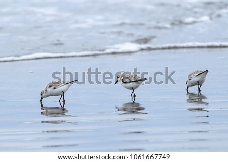 Three sanderling birds looking for food on Del Ray Beach north of Seaside, Oregon. Royalty-Free Stock Photo #1061667749