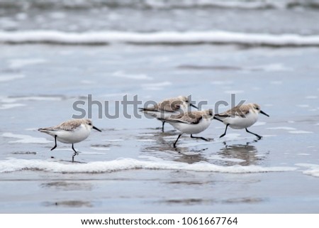A flock of sanderlings run along the shore on Del Ray Beach just north of Seaside, Oregon. Royalty-Free Stock Photo #1061667764