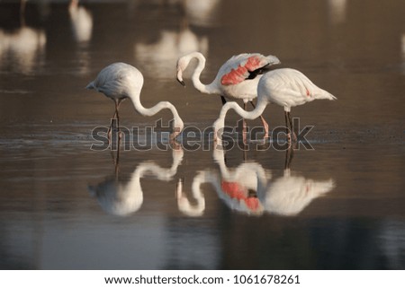 Three greater flamingos (Phoenicopterus ruber) feed in a pond at sunrise with their reflections mirroring beneath them. Royalty-Free Stock Photo #1061678261