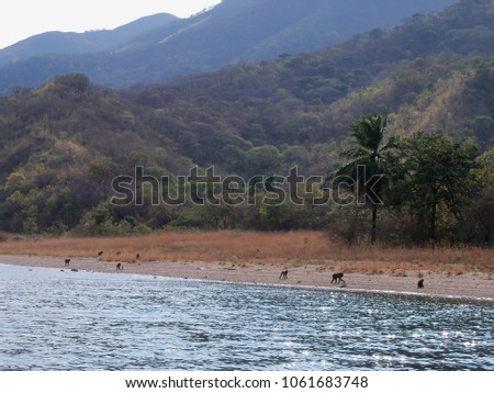 Baboons along Lake Tangyanika