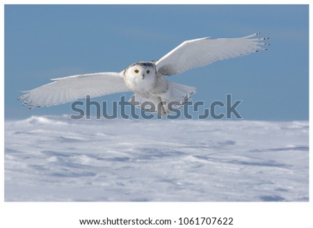 Snowy owl in flight showing full wing span over a snowy landscape and a clear blue sky