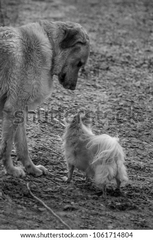 Black and White Vertical image of two Dogs meeting 