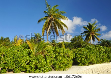 Beautiful tropical beach with coconut palms and white sand
