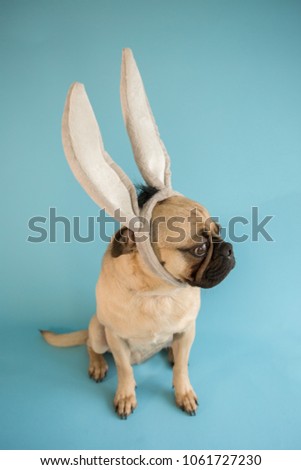Pug wearing donkey ears on a blue background