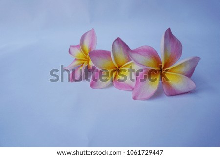Pink and yellow Plumeria flowers on white background.
