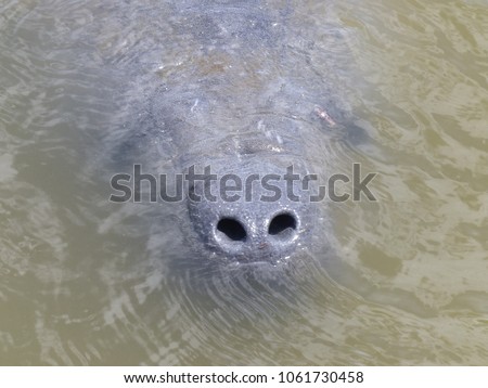 Manatee surfacing for a breath of air with only nostrils showing.
