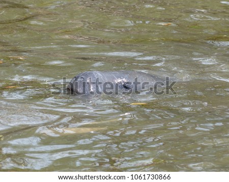 Manatee surfacing with only head showing.