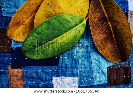 Set of india rubber leaves in different fall colors with indigo dye fabric. Natural autumn leaves concept and season change of leaf.