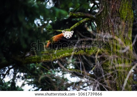 Portrait of a Red Panda ( Ailurus fulgens )