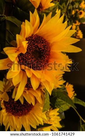 Sunflower and Close Up