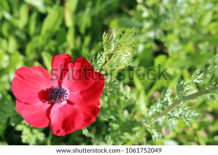 Red poppy flower with copy space. Beautiful spring field wildflower Papaver rhoeas. Corn poppy field background. Bright and vivid poppies in grass meadow.