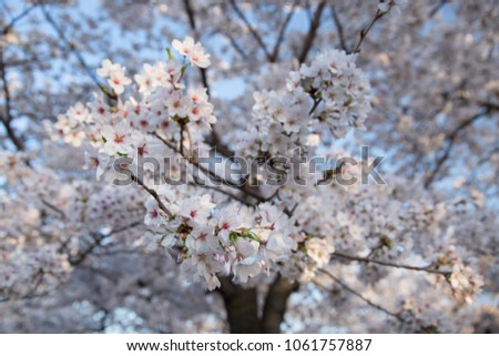 Natural photography of Sakura flower blooming in the garden, Japan.