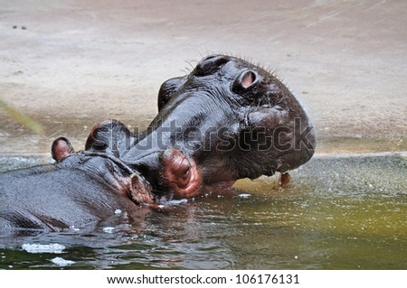 Hippopotamus displaying his teeth in the water with his mouth open wide. (Hippopotamus amphibius). Australia.