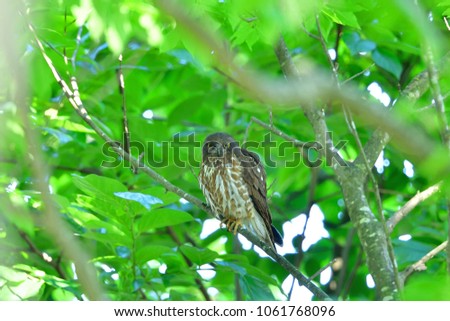 Brown hawk owl who has sharp look