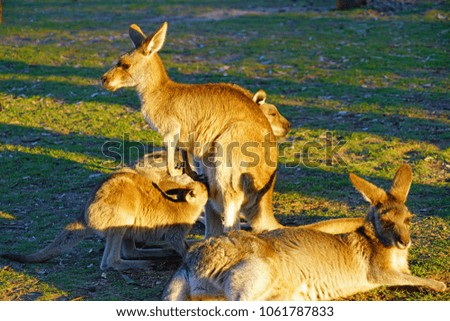 A family of kangaroos with a baby kangaroo sucking milk from his mother on the grass in a park in Australia