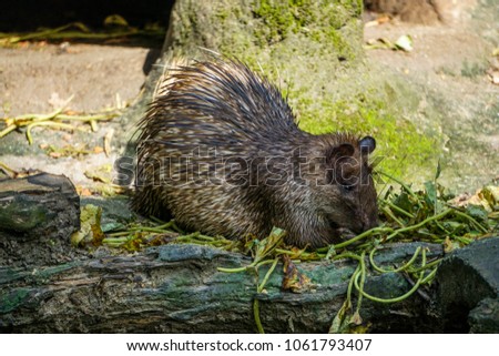 Porcupines are rodentian mammals with a coat of sharp spines, or quills, that protect against predators.
