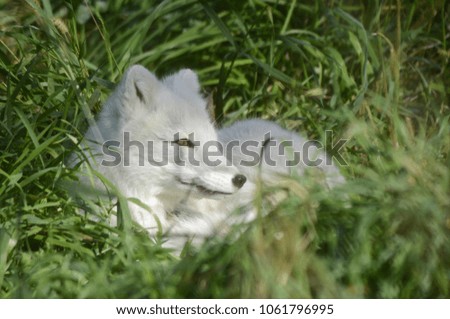 Alerted arctic fox casually resting within a lush bed of green grass habitat.